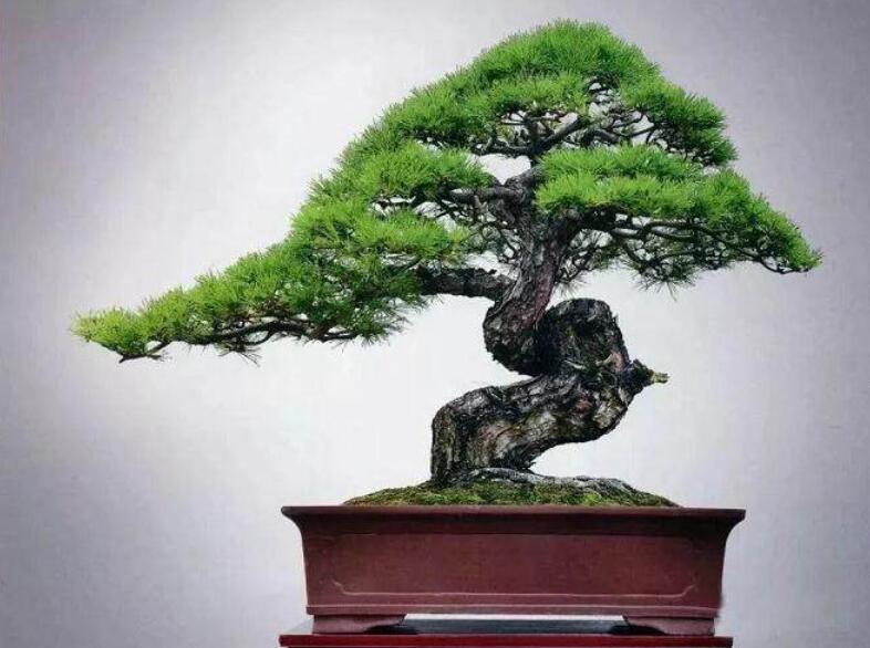 盆景制作3個注意事項(xiàng)，南寧婚慶花藝培訓(xùn)分享