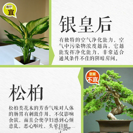 哪些綠植適合放在室內(nèi)？南寧花藝師培訓(xùn)學(xué)校盤點清單
