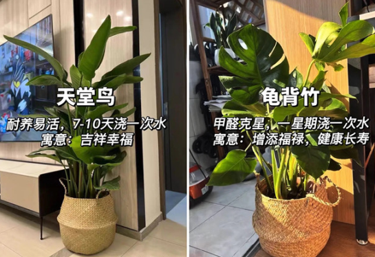 適合放在客廳的綠植，廣西花藝綠植培訓(xùn)分享