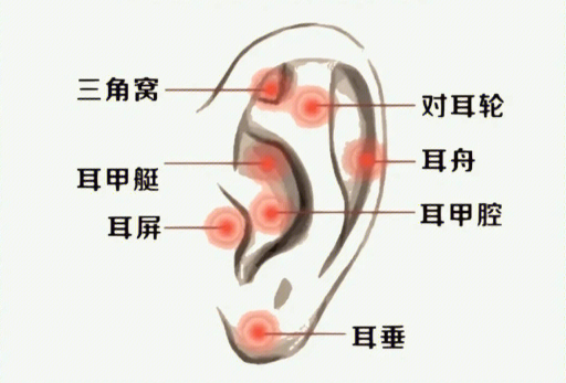 揉搓耳朵的好處，廣西美容經(jīng)絡培訓班課程