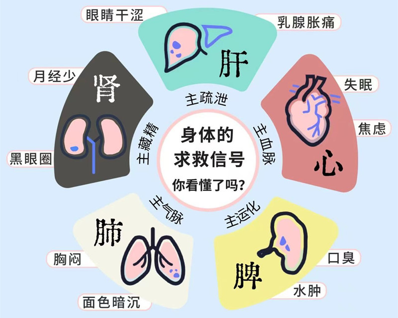 南寧專業(yè)美容管理學(xué)校：五臟六腑如何管理？